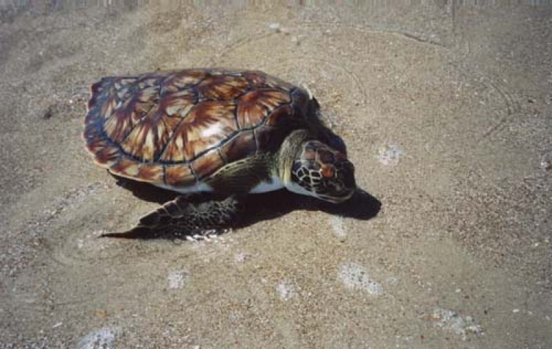 Tartarugas Marinhas no Atlântico Sul Ocidental em discussão