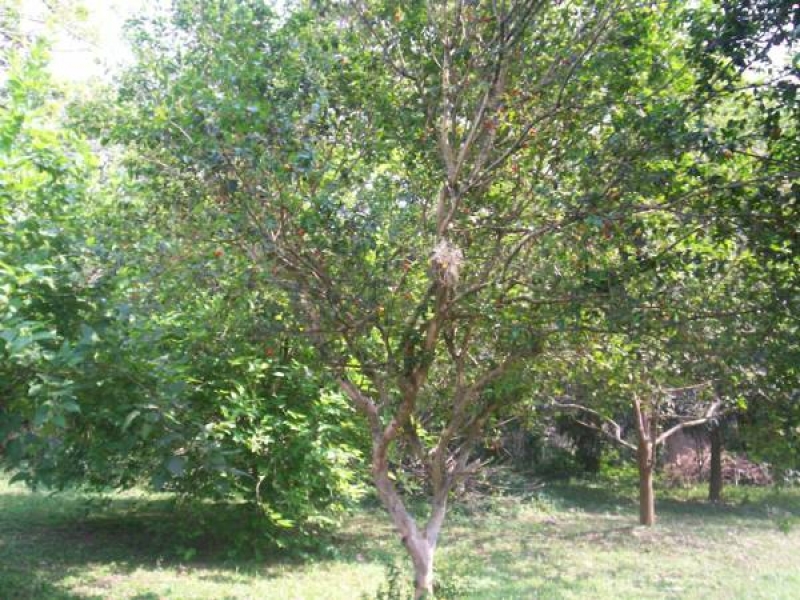 Pitanga, o fruto popular