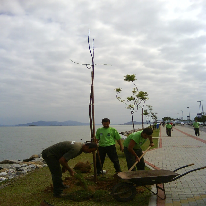 Hoje dez Falso Barbatimão foram replantados na Av. Beira Mar Norte