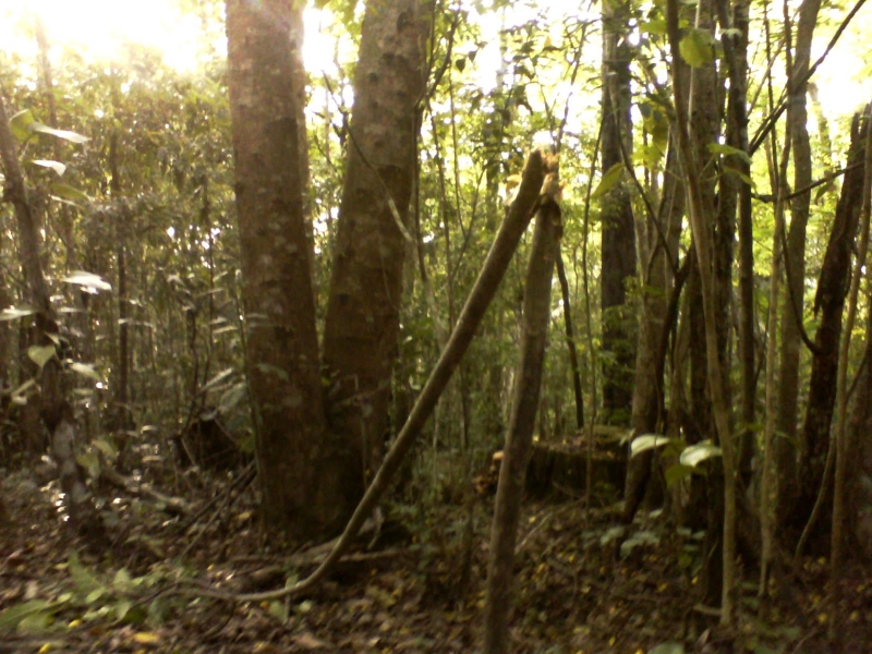 Preservação do Parque Ecológico do Córrego Grande
