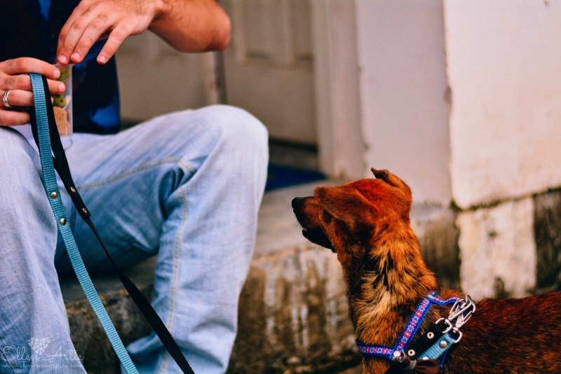 Cão Terapia terá festa de Carnaval neste sábado