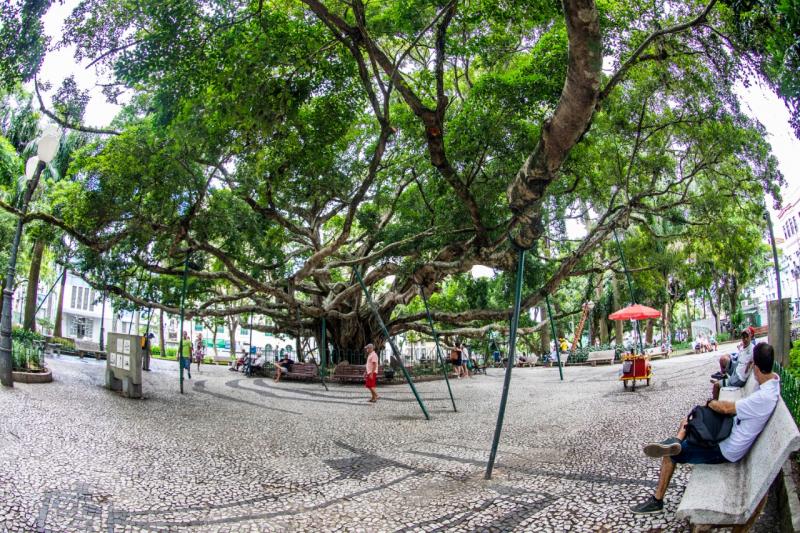 PMF prepara ações de manejo e tratamento da figueira da Praça XV