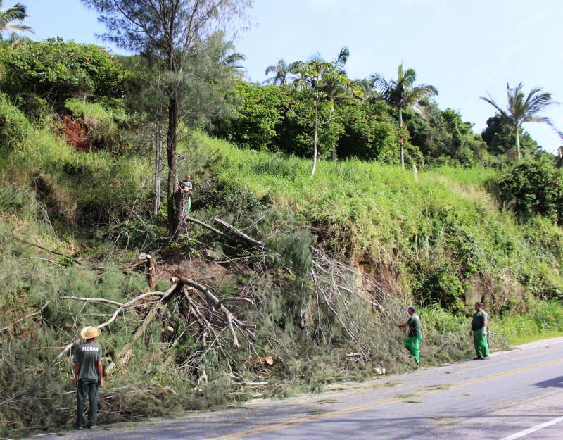 Casuarinas retiradas no Morro das Pedras