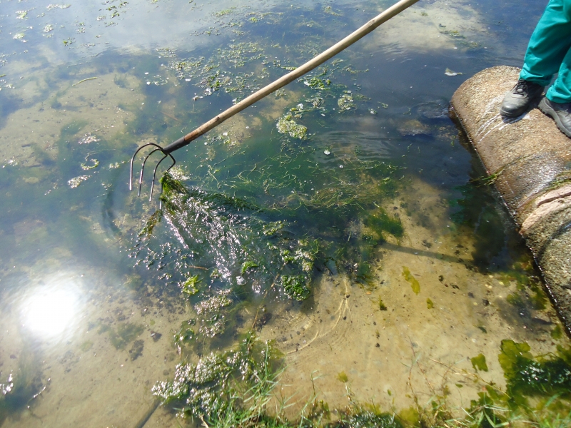 Floram e Comcap retiram algas da Lagoa da Conceição