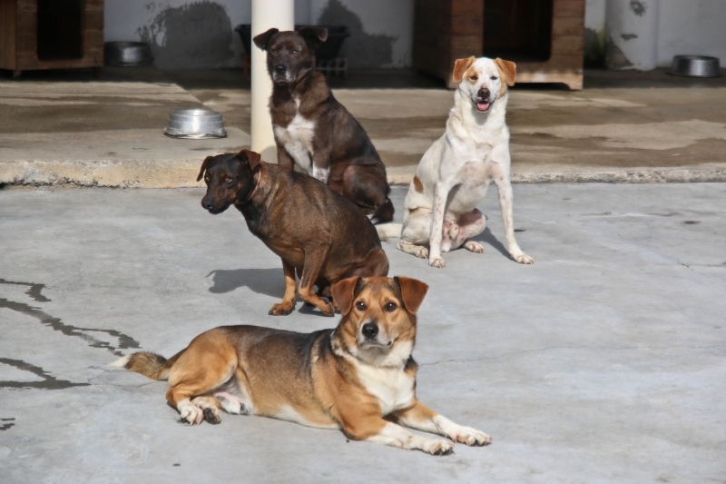 CCZ combate leishmaniose em cães na Lagoa