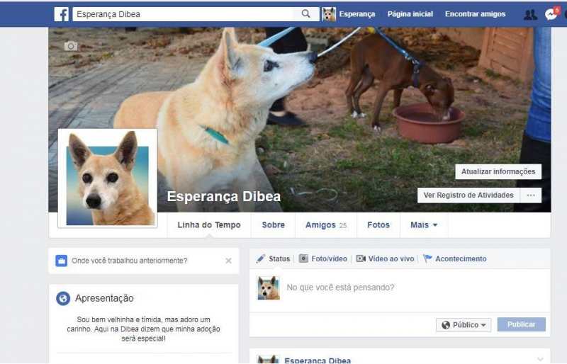 Prefeitura lança campanha para adoção de animais