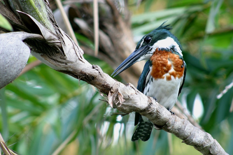 Conheça os símbolos naturais de Florianópolis