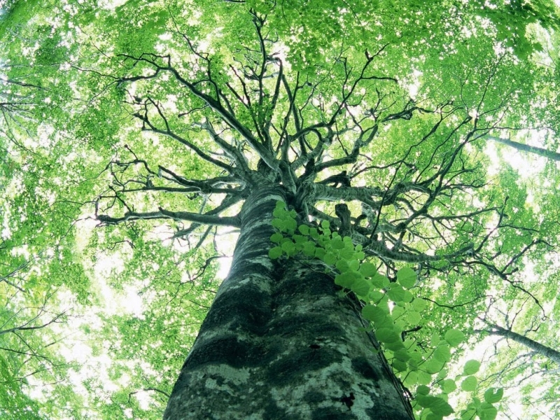 Poda e corte de árvores