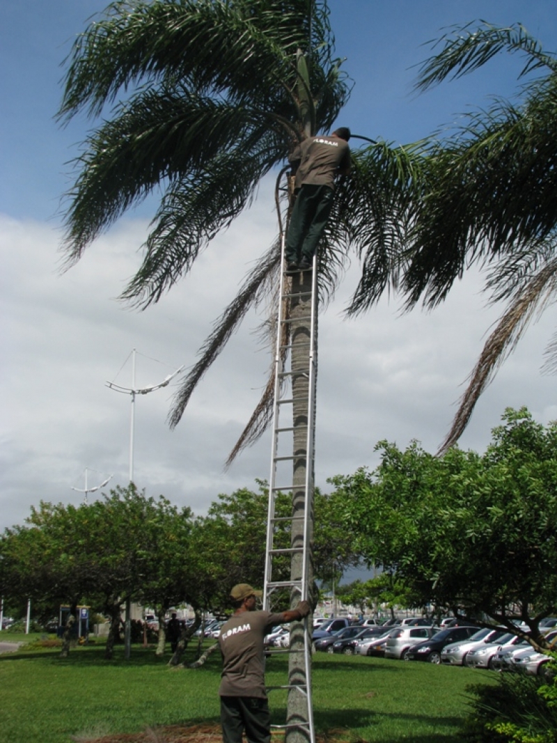 Galhos secos de árvore são retirados na Avenida Beira Mar Norte