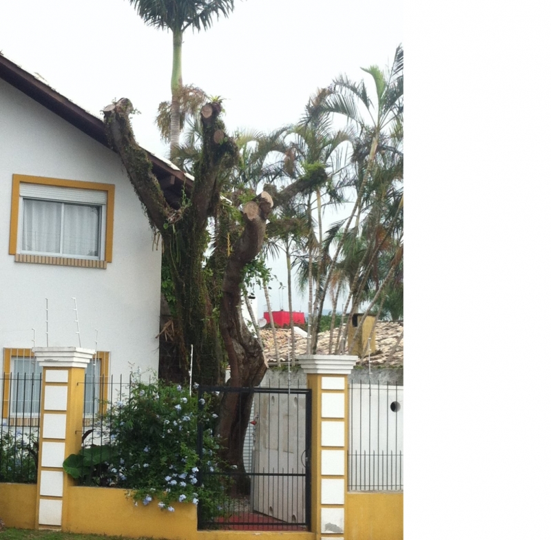 Poda de figueira rende multa no Norte da Ilha