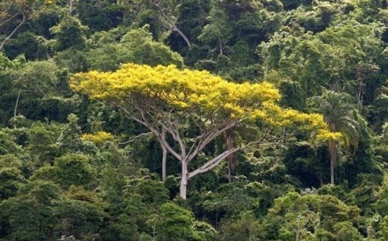 Governo do estado será multado pela Floram