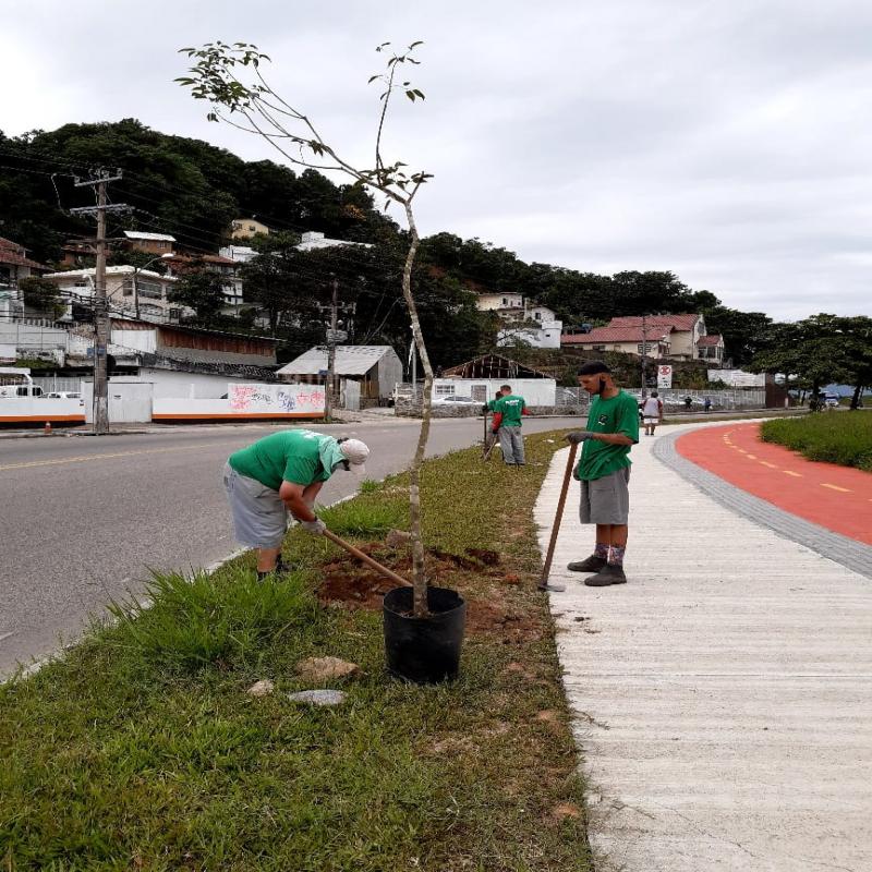 Floram realiza retirada de Amendoeiras em calçada na região da Costeira