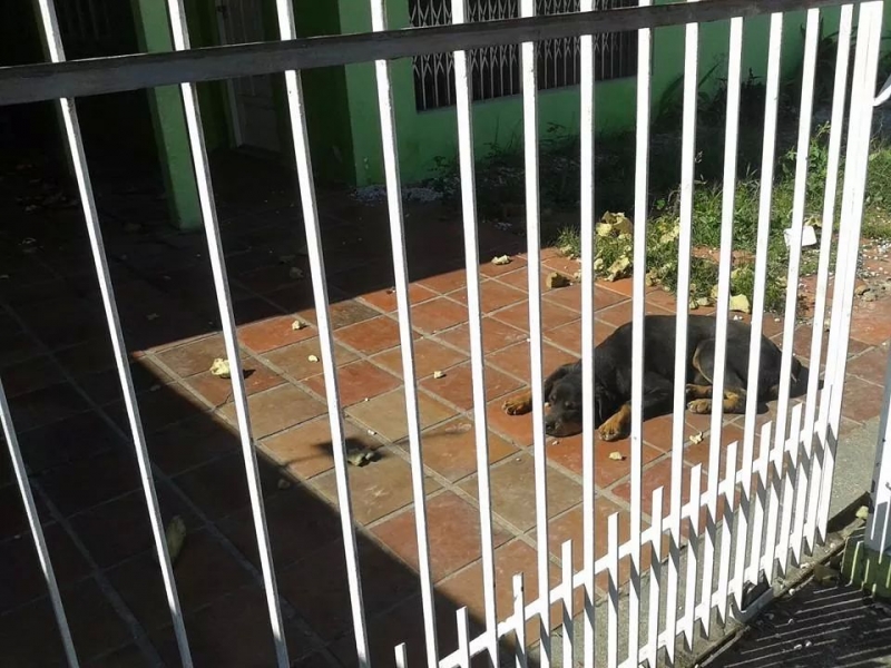 Bem-Estar Animal resgata cães em Capoeiras