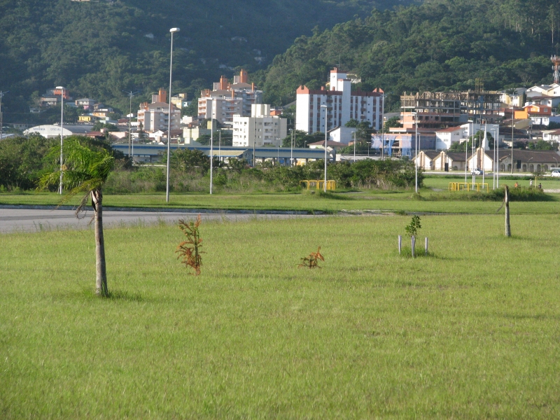 Aterro da Baía Sul recebe plantio de alamandas e acalifas vermelhas