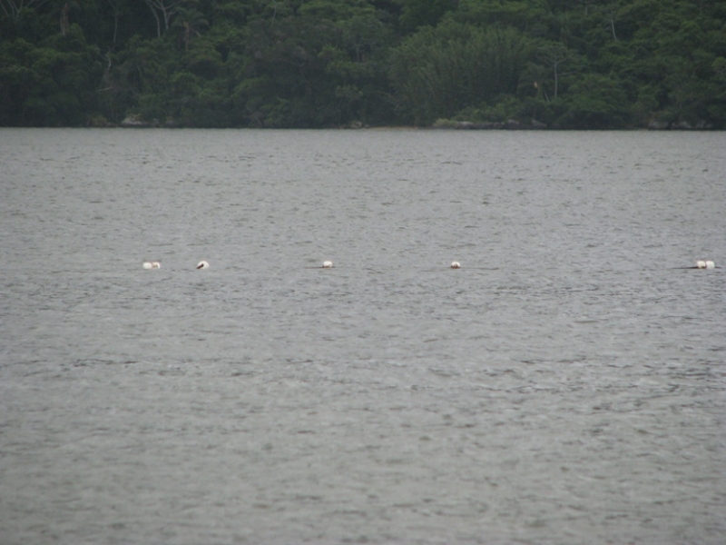 Pesca Predatória em Unidades de Conservação irrita Basso