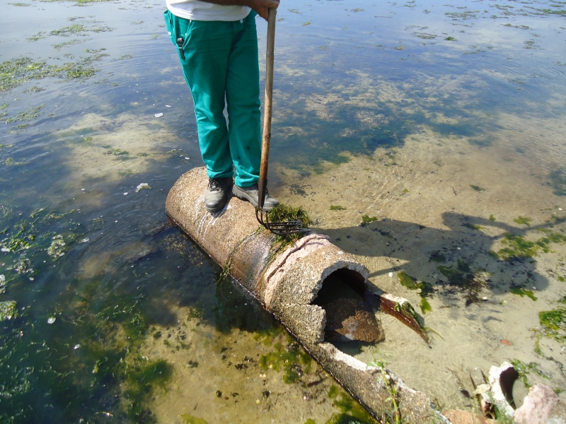 Iniciada a operação para retirada de algas na Lagoa da Conceição