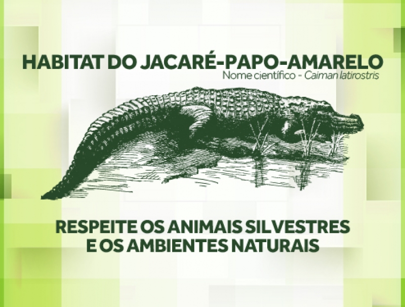Jacarés: A Prefeitura esclarece
