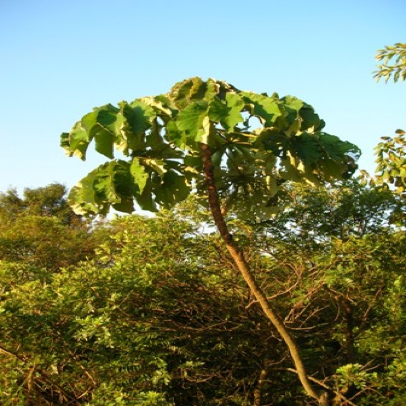 A nativa Embaúba