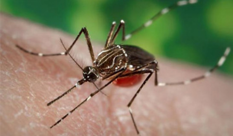 Aedes aegypti: Capoeiras vai receber 'fumacê' 
