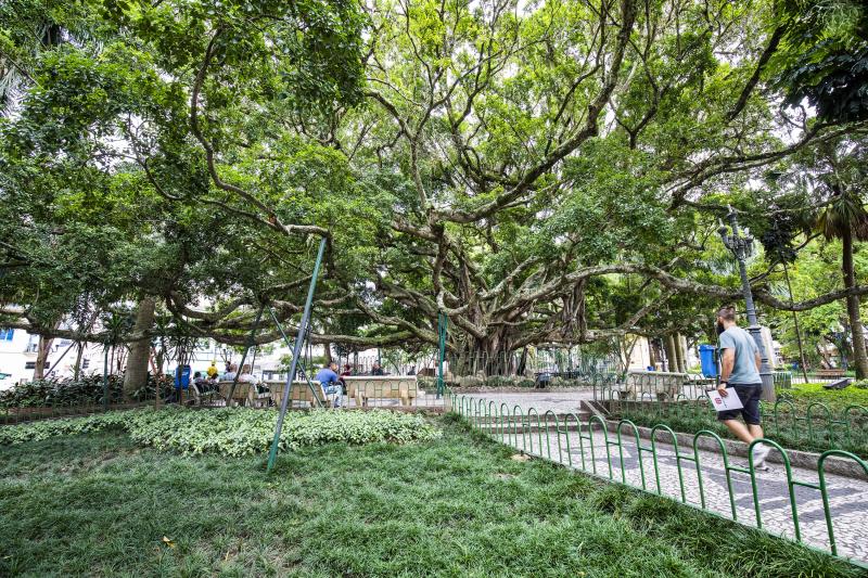 Cronograma ações de revitalização - Figueira da Praça XV 