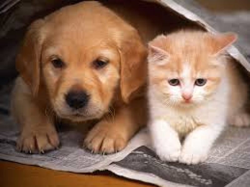 Animais terão registro por microchip no Sul da Ilha