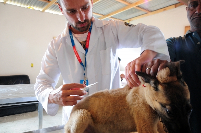 Microchipagem de cães e gatos chega a Canasvieiras