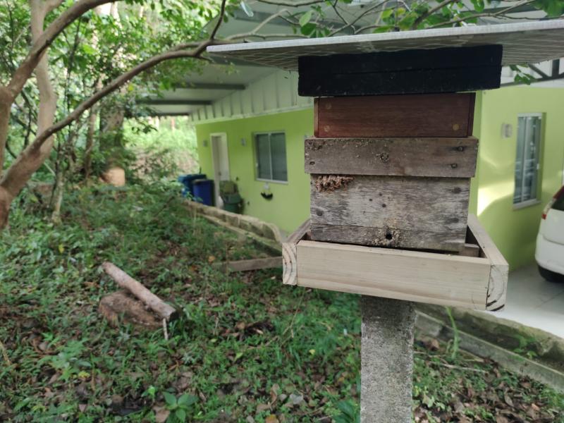 Jardim de Mel: Parque Ecológico do Córrego Grande recebe mais três caixas de abelhas sem ferrão