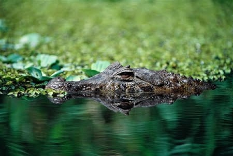Entenda como funcionam as Estações Ecológicas