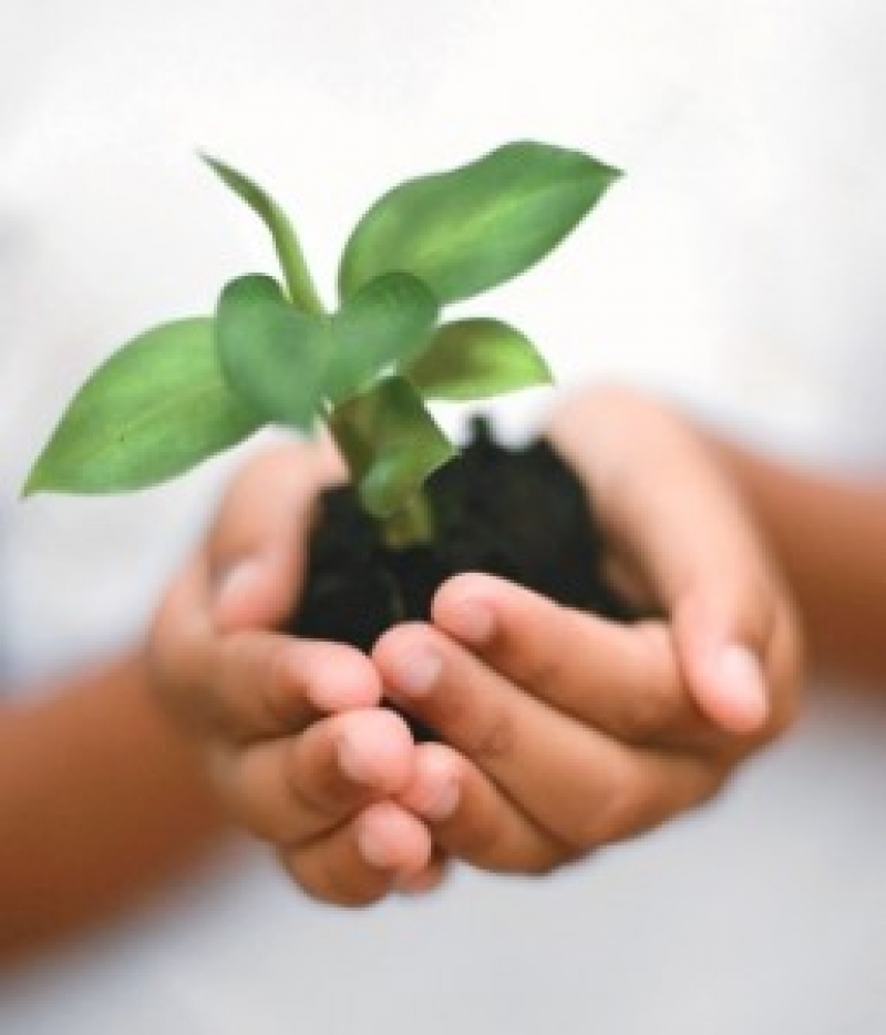 O PRONABIO prevê a sustentabilidade