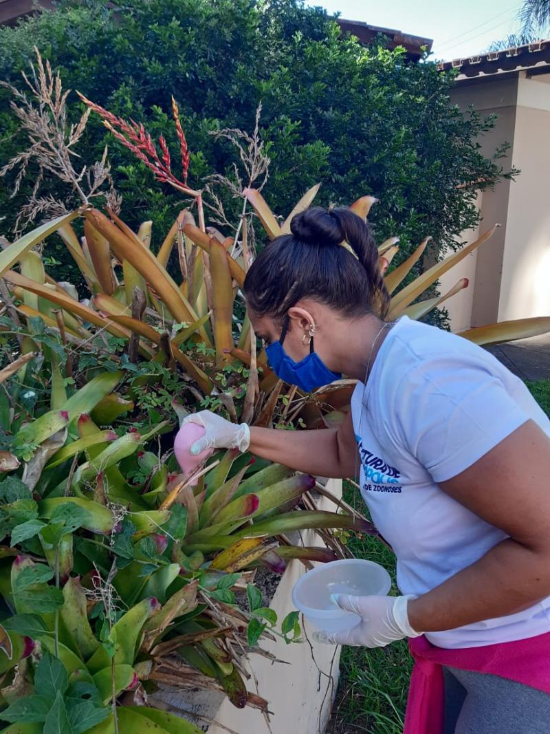 Bromélias como criadouro de mosquito da dengue