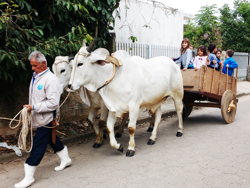 Crianças, carro de boi e tradição no Sul da Ilha
