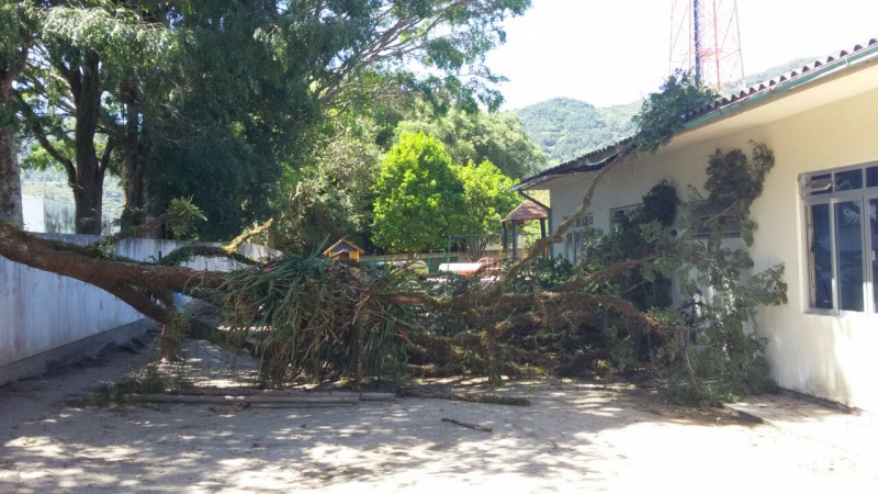 Floram recolhe árvores caídas na ventania
