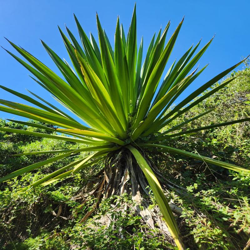Floram realiza remoção de espécies exóticas invasoras nas dunas do Rio Tavares e Campeche