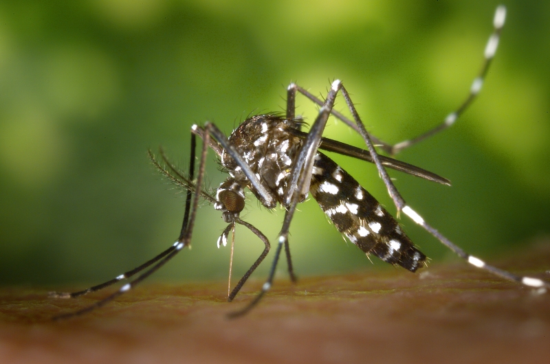 Saúde faz alerta para a incidência da dengue