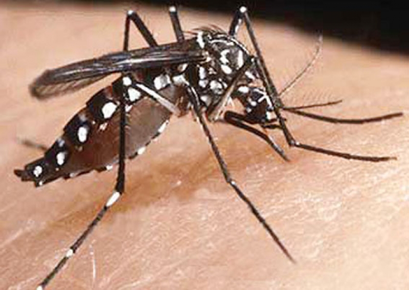 Secretaria da Saúde investe na prevenção contra a Dengue