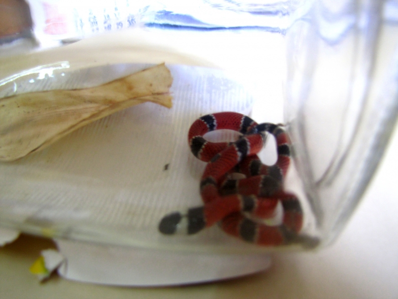 Cobra coral é devolvida à natureza pelo DEPEA