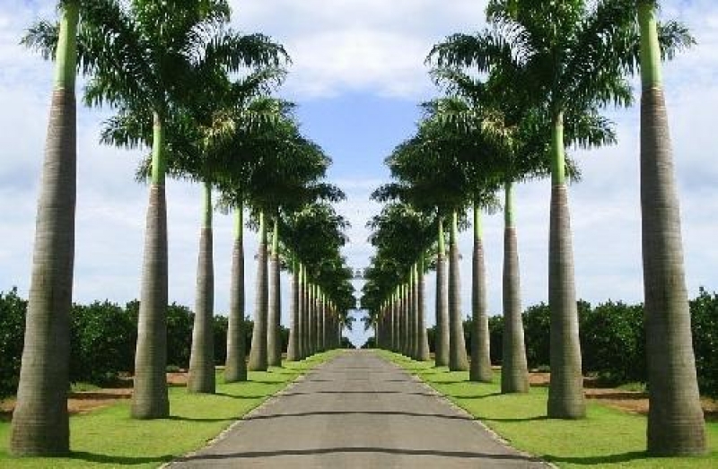Nesta quinta, replantio das Palmeiras Imperiais na Av. Beira Mar Norte