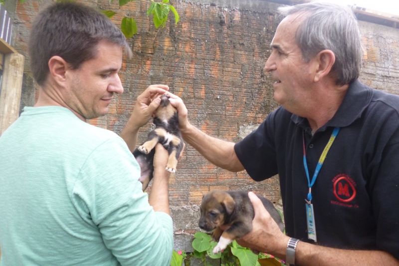 Bombeiros e Bem-Estar Animal resgatam filhotes