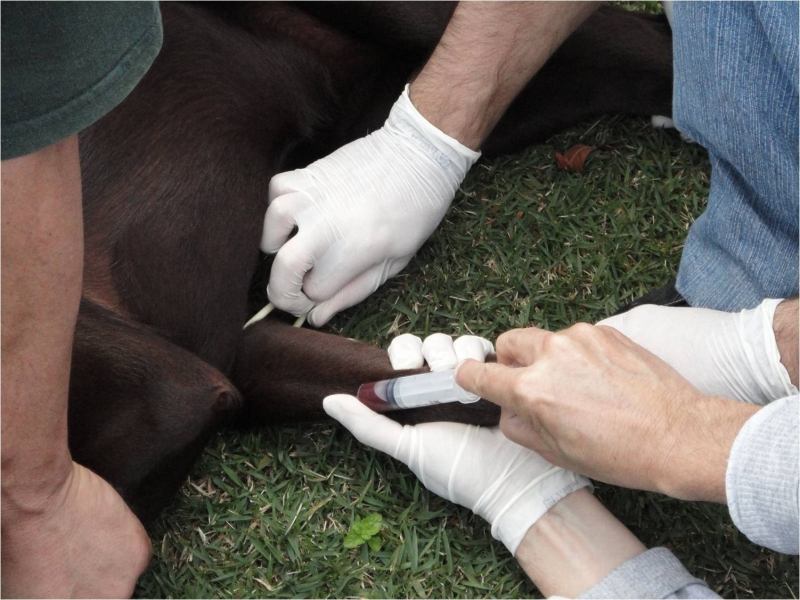Centro de Controle de Zoonoses realiza ação na Lagoa