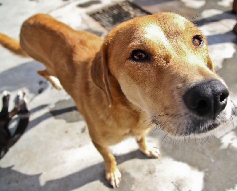 Prefeitura lança fan page para adoção de animais