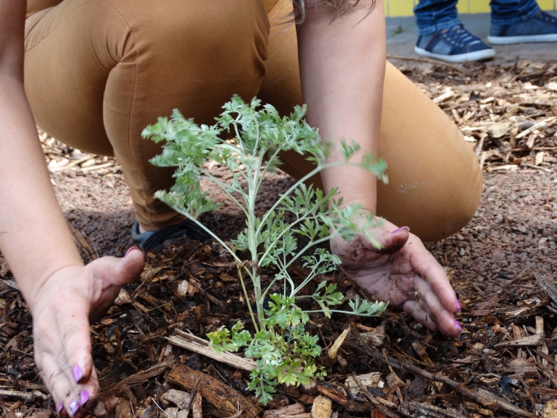Agricultura Urbana: Tapera recebe horta sintrópica neste sábado
