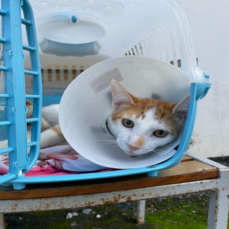Diretoria de Bem-Estar Animal de Florianópolis realiza 2.849 castrações de cães e gatos na Capital