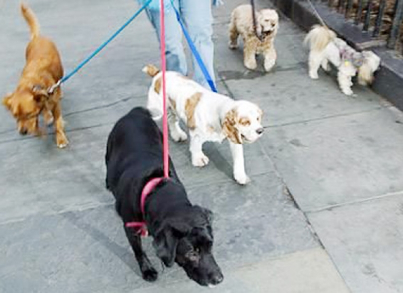 Primeira Cãominhada reúne cães, famílias e defensores dos animais