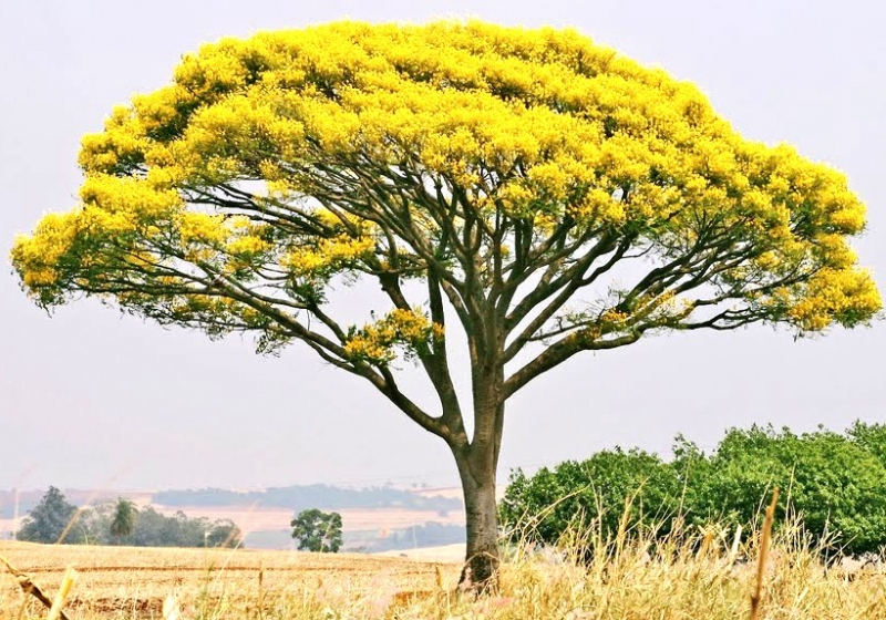 Na Semana da Árvore, Floram planta mudas