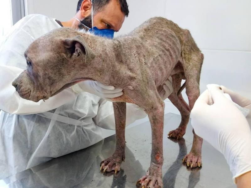 Guarda Municipal e Dibea resgatam cão abandonado no Norte da Ilha