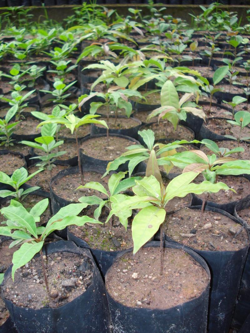 Floripa investe na Agricultura Urbana com o Cultiva Floripa