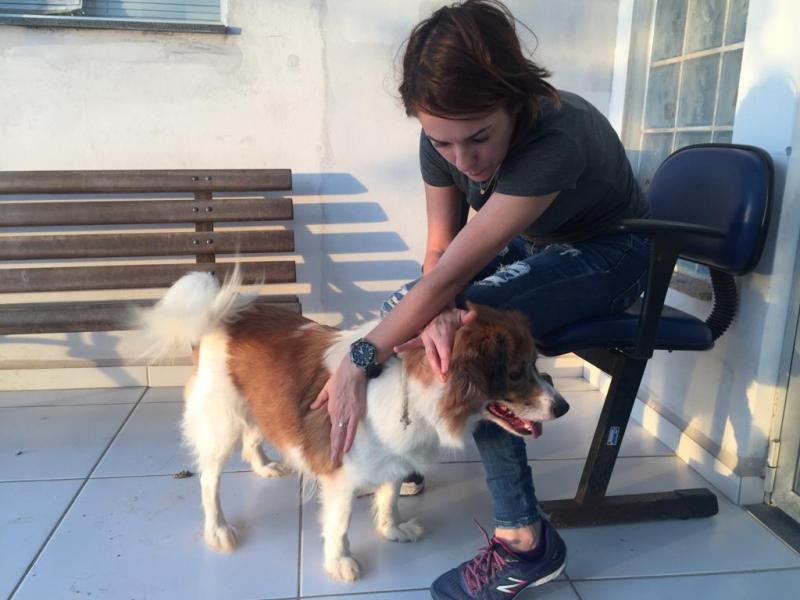 Dibea terá novo mutirão de castração de cães e gatos nesta quarta (7)