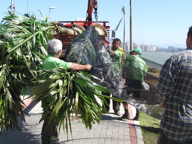 Replantio das Palmeiras Imperiais na Beira Mar Norte