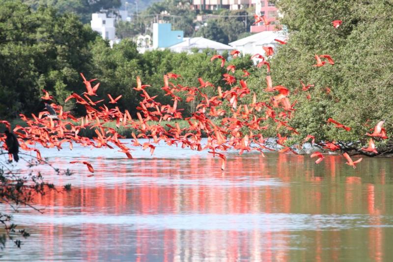 Bando com cerca de mil Guarás são vistos em Florianópolis mais de 250 anos após o último registro