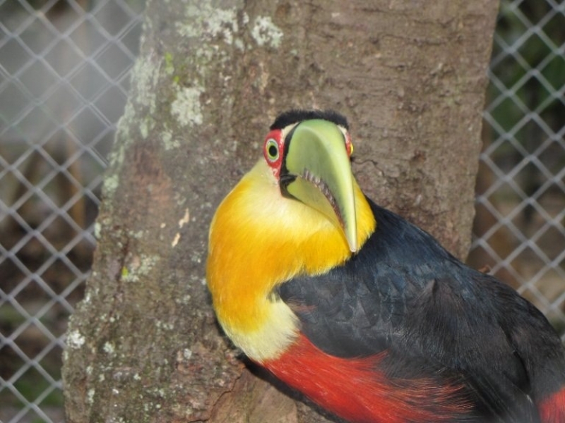O desequilíbrio ecológico em Florianópolis  
